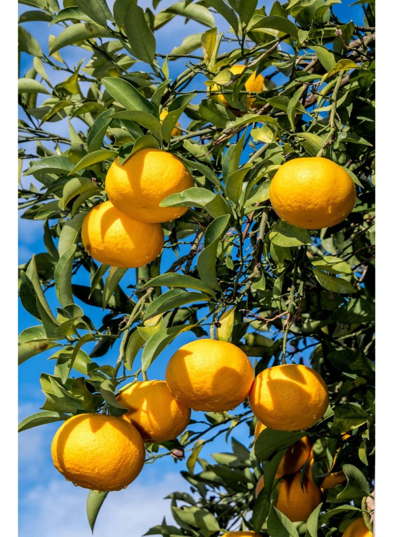 PRANAROM Pranarôm Bio Essential Oil Grapefruit Tree (Citrus paradisi) 10 ml - Image 4